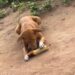 Country Hard O – Man Laments After Spotting Dog Eating Roasted Corn (Video)