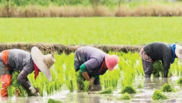 20 Farmers In Shock, Hospitalized After Losing N500m To Flooding In Ogun