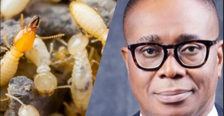 Termites Allegedly Eat Up N17.128B Expenditure Evidence At NSITF