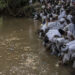 Devotees Ignore Government Warning, Drink Water From Osun River (Video)