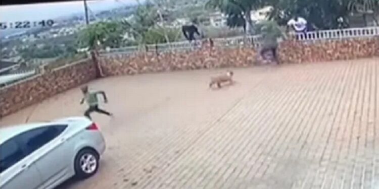 Watch As Guard Dog Chases Away Five Robbers That Invaded Its Owner’s House (Video)