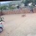 Watch As Guard Dog Chases Away Five Robbers That Invaded Its Owner’s House (Video)