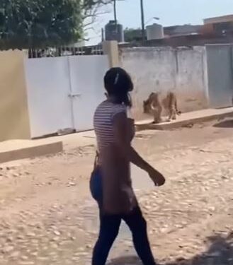 People Left In Shock As Tiger Spotted Strolling Leisurely At Residential Area (Video)