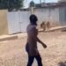 People Left In Shock As Tiger Spotted Strolling Leisurely At Residential Area (Video)