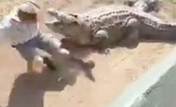 Zookeeper Mauled By 16-foot Crocodile In Front Of Terrified Crowd (Video)