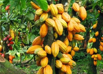 Osun, Ondo, Ekiti, Akwa-Ibom, Others To Benefit From US Govt’s $22m Support For Cocoa Value Chain
