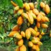 Osun, Ondo, Ekiti, Akwa-Ibom, Others To Benefit From US Govt’s $22m Support For Cocoa Value Chain