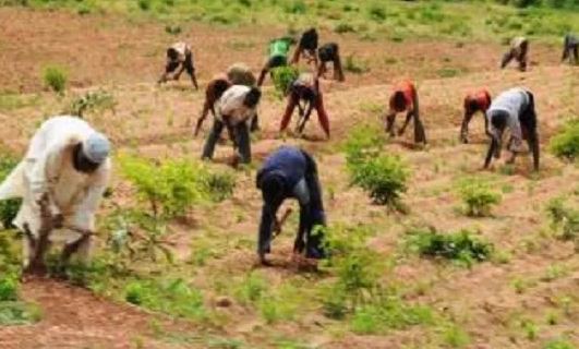 Kidnapped Zamfara Worshippers Working On Bandits’ Farmlands