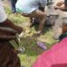 Epileptic Okada Man Collided With Tricycle In Osun