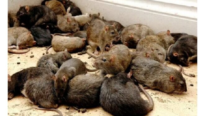 Rats Eat 200kg Of Cannabis Seized By Police From Drug Dealers