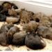 Rats Eat 200kg Of Cannabis Seized By Police From Drug Dealers