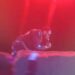 See The Moment D’banj Rolled On Stage While Performing After Release From ICPC Custody (Video)