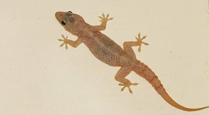 SAD: How Wall Gecko Allegedly Wipes Out Family Of Six In Ogun