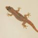 SAD: How Wall Gecko Allegedly Wipes Out Family Of Six In Ogun