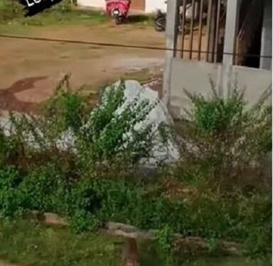 Shocking Moment Leopard Attacked Man On Motorbike In Broad Daylight (Video)