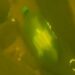 Sealed Bottle With Paper Wrapped Around Knives Discovered By Diver During An Under-Water Exploration (Video)