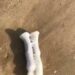 Lady Shares Photo Of Strange Object She Found At The Beach