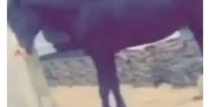 Nigerian Man Buys Horse Amidst Petrol Price Hike (Video)