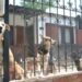 Dead Woman’s Body Found Eaten By Her 5 Dogs After Neighbours Noticed Bad Smell In Her Home