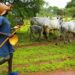 Anambra People No Longer Rent Houses To Us – Fulani Herdsmen Lament