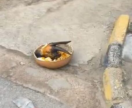 Guber Polls: Sacrifice Placed At The Entrance Of Omole Junior Grammar School (Video)