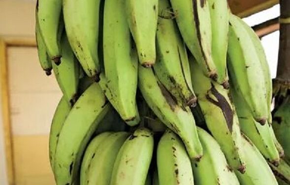 Man Spends 12 Months In Prison Without Trial Over Uncle’s Stolen Plantain
