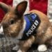Rabbit Joins Police in California (Photos)