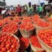 Tomato Scarcity Looms As Farmers Lose N1.3bn And 300 Hectares Of Their Farm To ‘Tomato Ebola’
