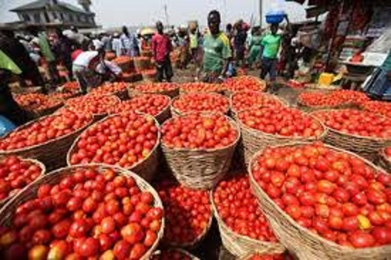 Tomato Scarcity Looms As Farmers Lose N1.3bn And 300 Hectares Of Their Farm To ‘Tomato Ebola’