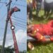 BEDC Staff Electrocuted In Edo (Videos)
