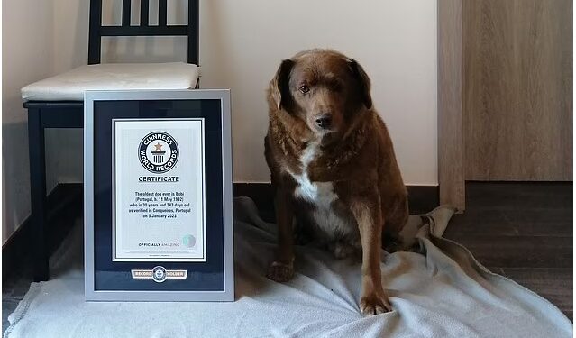 World’s Oldest Dog, Bobi, Is Celebrating His Birthday With About 100 Guests From Several Countries Flying To Portugal to Attend (Photos)