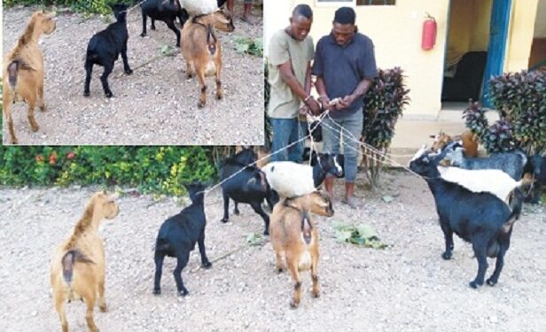Two Suspected Thieves Arrested With 15 Stolen Goats In Osun