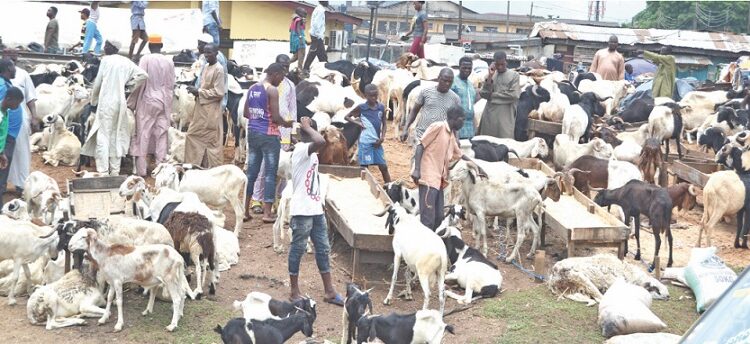 “Is It A Ram Subsidy Removal?” – Traders, Buyers Bemoan Low Patronage Of Sallah Rams Amidst High Cost