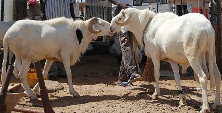 Don’t Borrow To Buy Sallah Rams, Muslims Warned