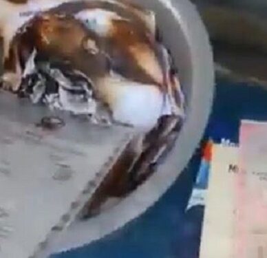Man Sets Certificates Ablaze Over Inability To Find Job Two years After Graduation (Video)