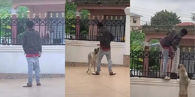 Throw That Dog Away – Nigerians Tell Lady After Her Guard Dog Was Seen Playing With A Thief Who Jumped Into Their Compound (Video)