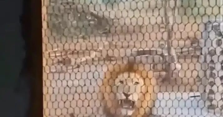 Man Wakes Up To Make Coffee, Finds Hungry Looking Lion Staring At Him From Kitchen Window (Video)