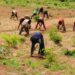 Revealed: Nigerians Are Now Stealing Farm Produce Due To Hardship In Taraba
