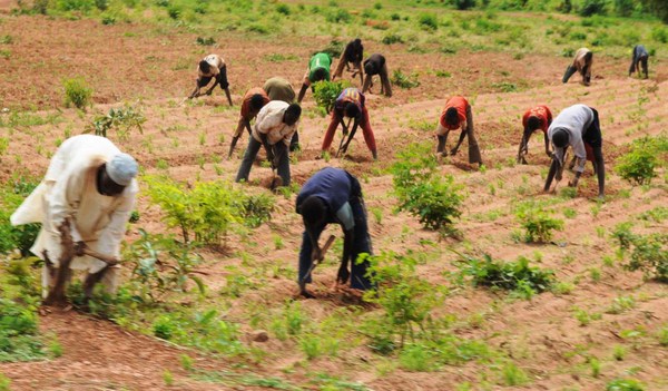 Revealed: Nigerians Are Now Stealing Farm Produce Due To Hardship In Taraba