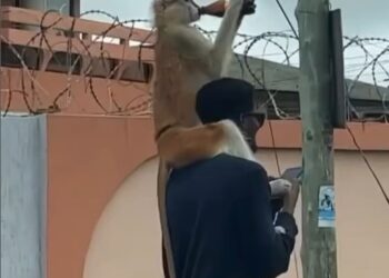 Monkey Takes A Drink While On A Stroll With Its Owner (Video)