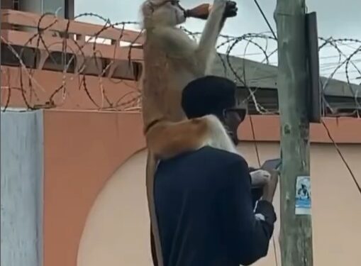 Monkey Takes A Drink While On A Stroll With Its Owner (Video)