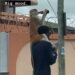 Monkey Takes A Drink While On A Stroll With Its Owner (Video)