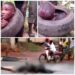 Delta Local Govt Chairmen Condemn Jungle Justice After Mob Set Three Suspected Motorcycles Thieves Ablaze In One Week (Video)