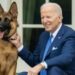 President Biden’s German Shepherd Bites Another Secret Service Agent
