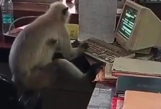 Tech Savvy Monkey Is Spotted ‘Working’ On Computer At Railway Office (Video)