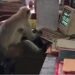 Tech Savvy Monkey Is Spotted ‘Working’ On Computer At Railway Office (Video)