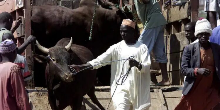 Zamfara Govt Shuts Down Eight Cattle Markets