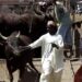Zamfara Govt Shuts Down Eight Cattle Markets
