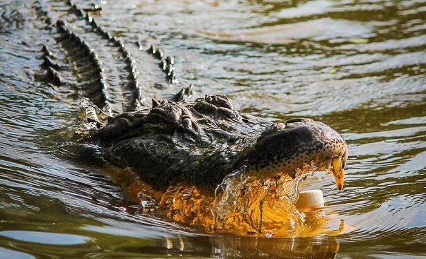 Panic As Woman’s Dead Body Is Found In Alligator’s Jaws