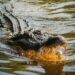 Panic As Woman’s Dead Body Is Found In Alligator’s Jaws